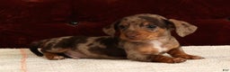 Miniature Dachshund dogs for sale: Kendrix - Ad 8
