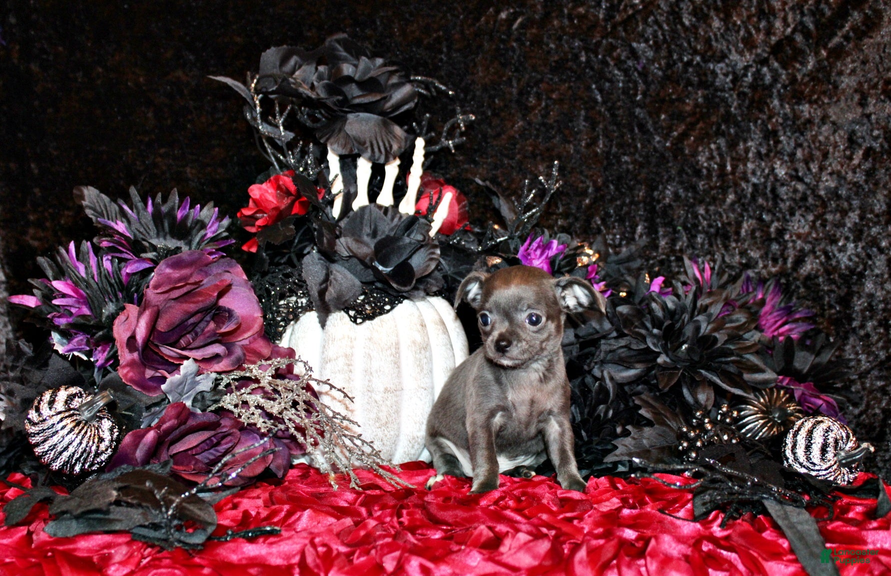 Chihuahua dogs for sale: Adelynn - Ad 1