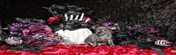 Chihuahua dogs for sale: Adelynn - Ad 1
