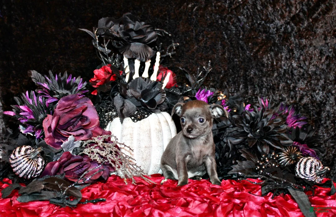 Chihuahua dogs for sale: Adelynn - Ad 1