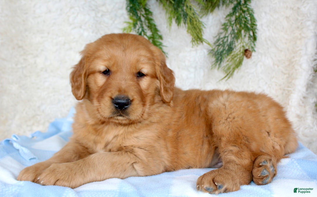 Golden Retriever dogs for sale: Rocky  - Ad 3