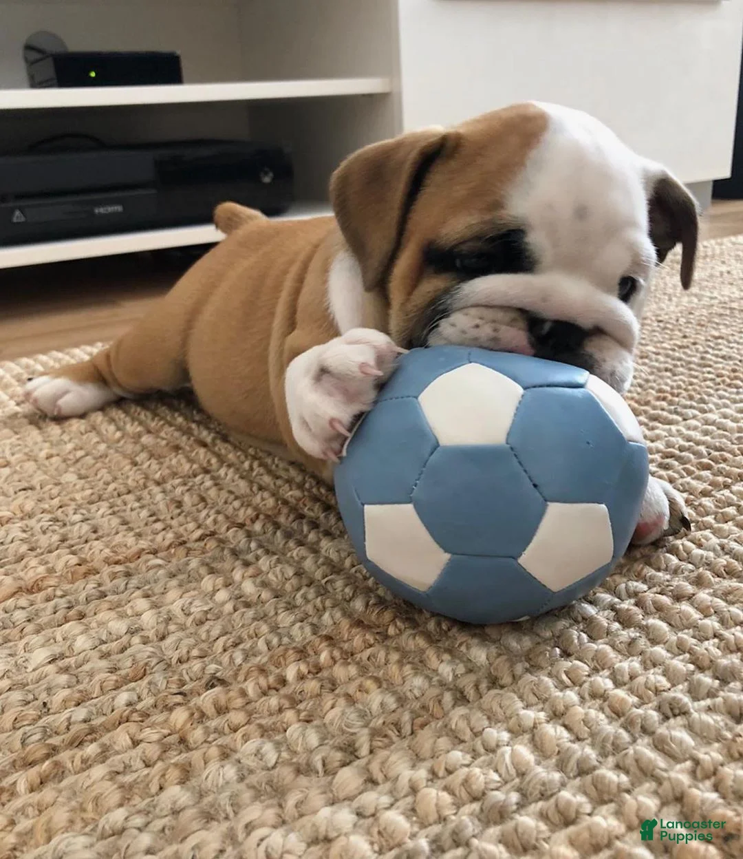 English Bulldog dogs for sale: English Bulldog Puppy 9 - Ad 1