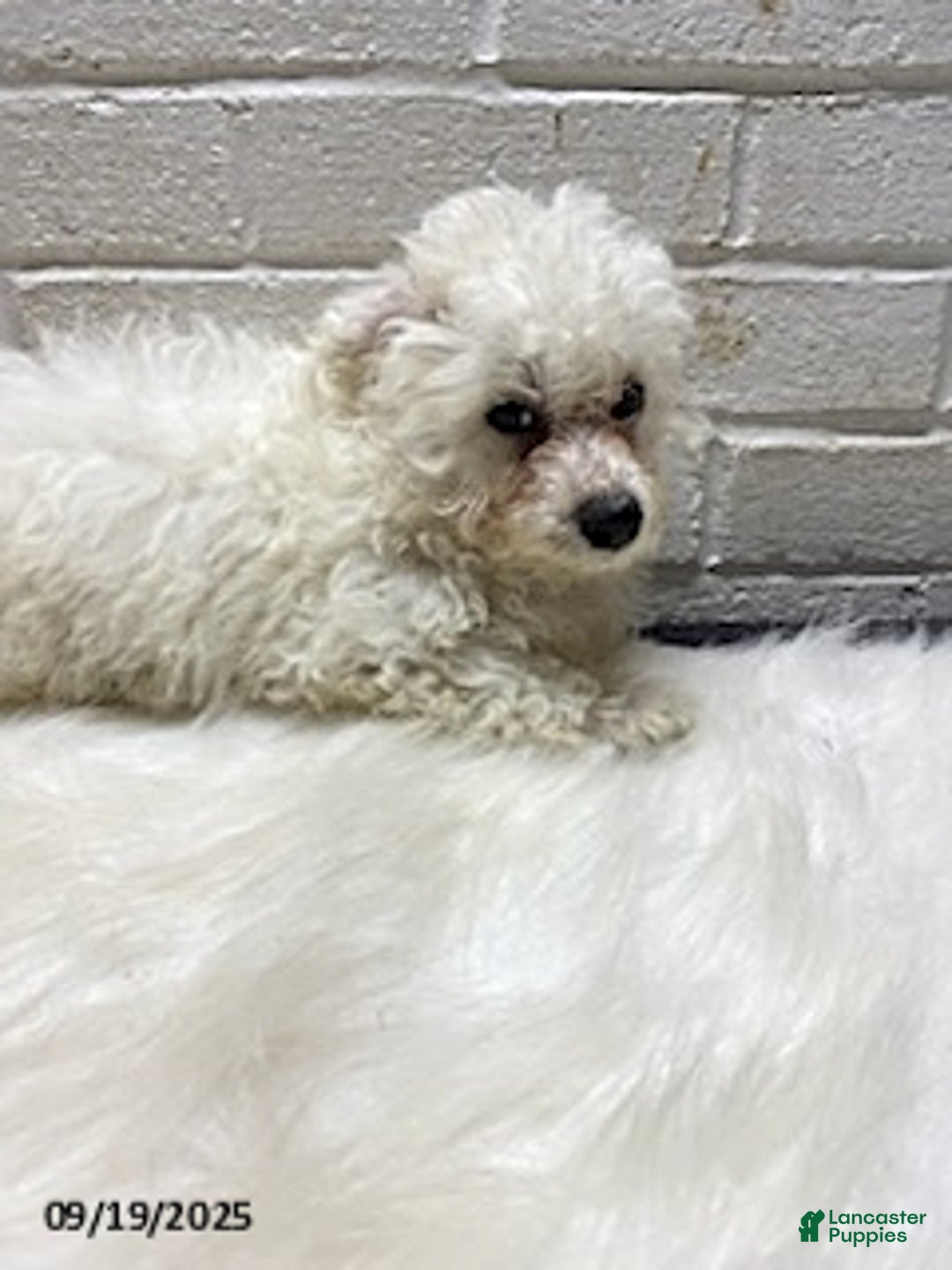 Bichon Frise dogs for sale: Randy - Ad 10