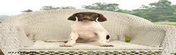 German Shorthaired Pointer dogs for sale: Garnet - Ad 1
