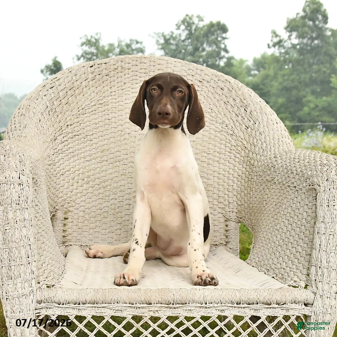 German Shorthaired Pointer dogs for sale: Garnet - Ad 1
