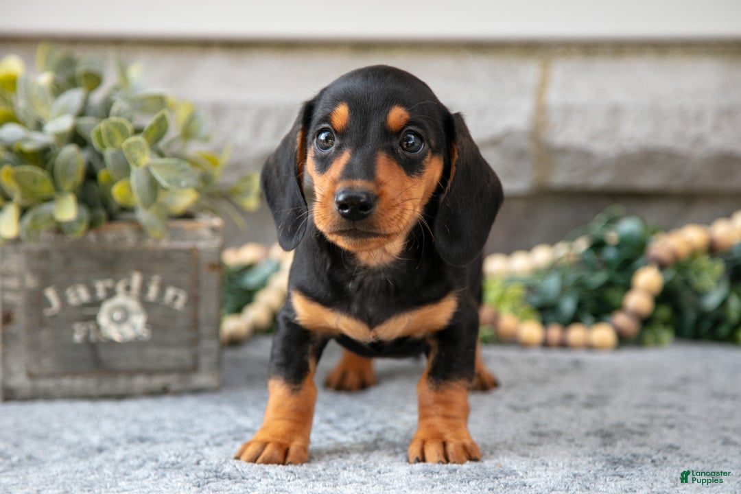 Miniature Dachshund dogs for sale: Houston - Ad 2