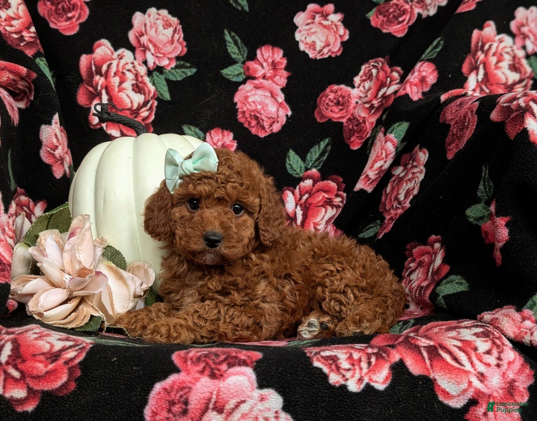 Miniature Poodle dogs for sale: Whitley - Ad 4