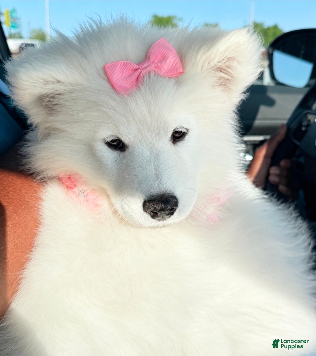 Samoyed dogs Pretti-Snow - Ad 25