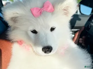 Samoyed dogs Pretti-Snow - Ad 13