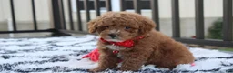 Bichpoo dogs for sale: Kirian  - Ad 9