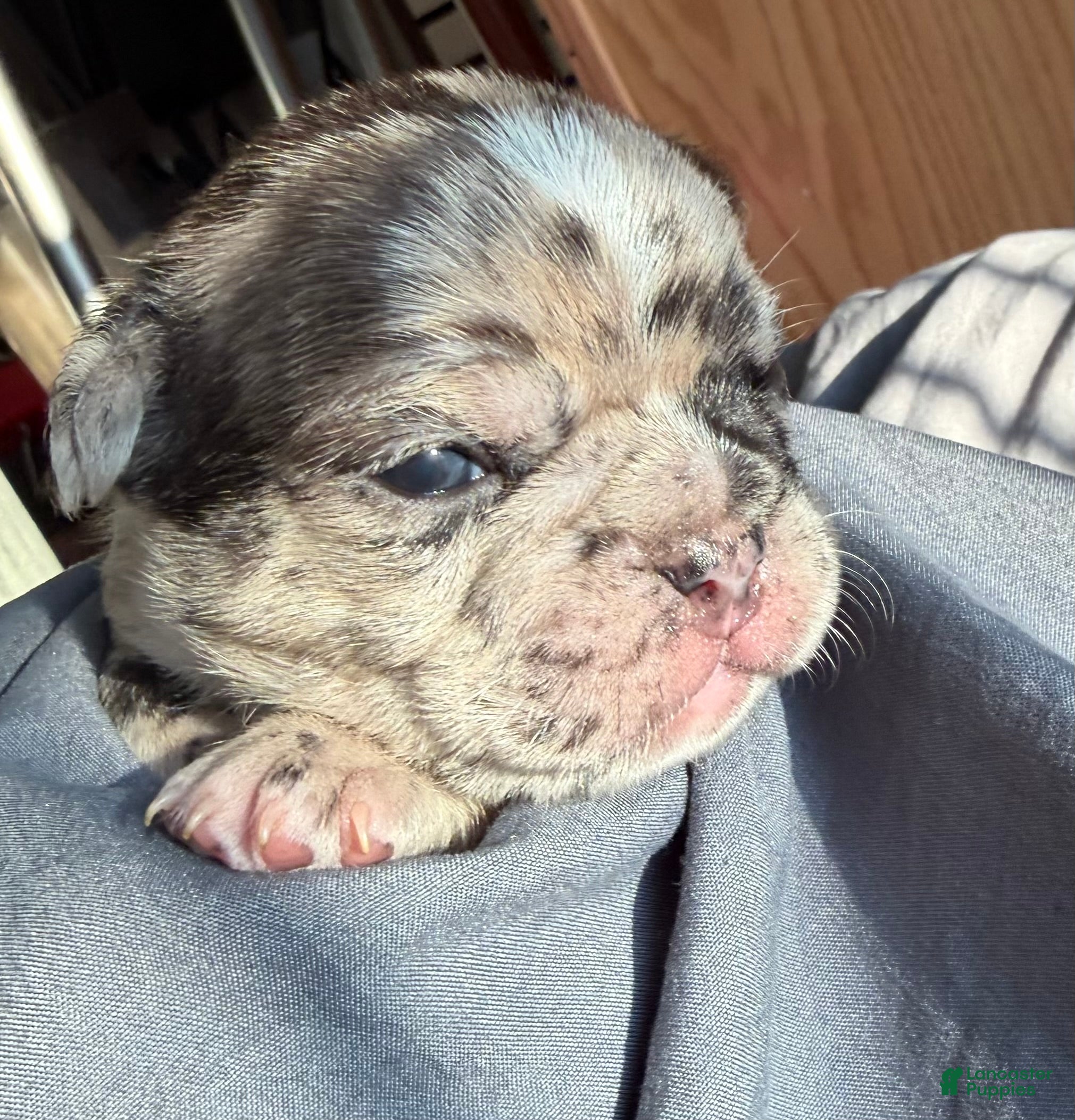 Mixed Breed dogs Poppy - Ad 14
