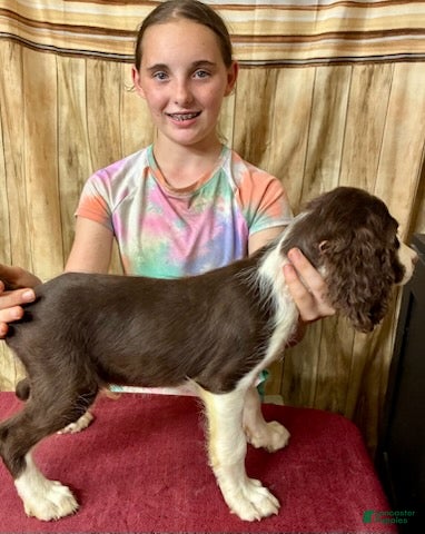 English Springer Spaniel dogs Mr. Mesquite - Ad 2