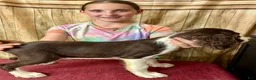 English Springer Spaniel dogs for sale: Mr. Mesquite - Ad 2