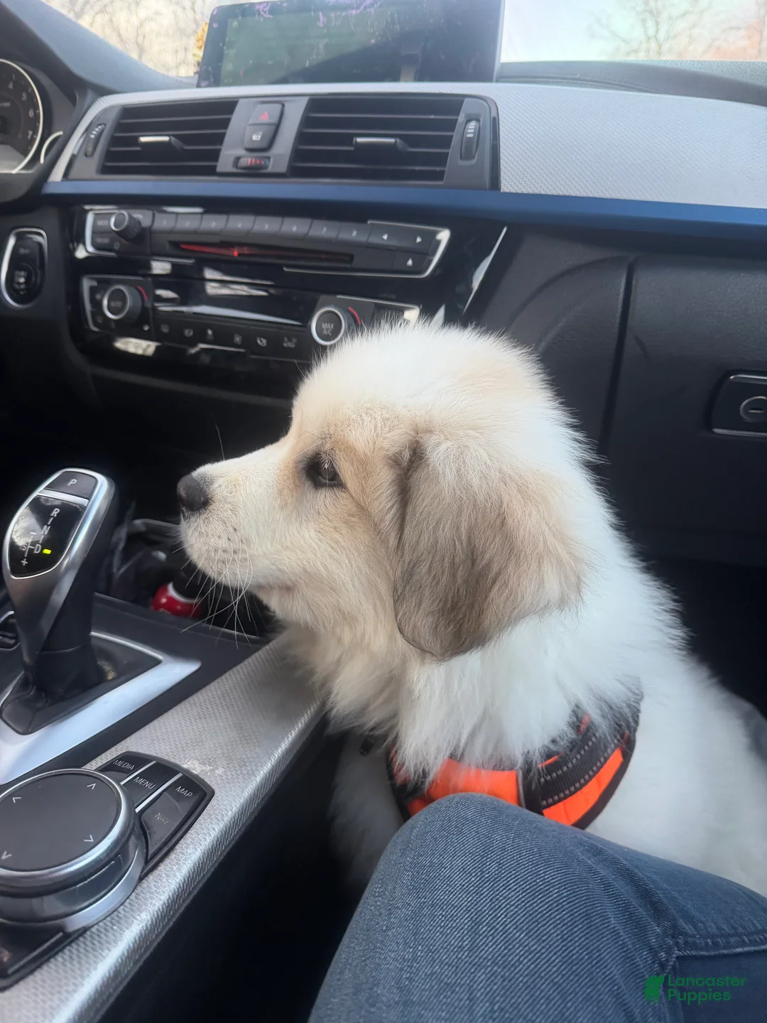 Great Pyrenees dogs for sale: Ravvy - Ad 6