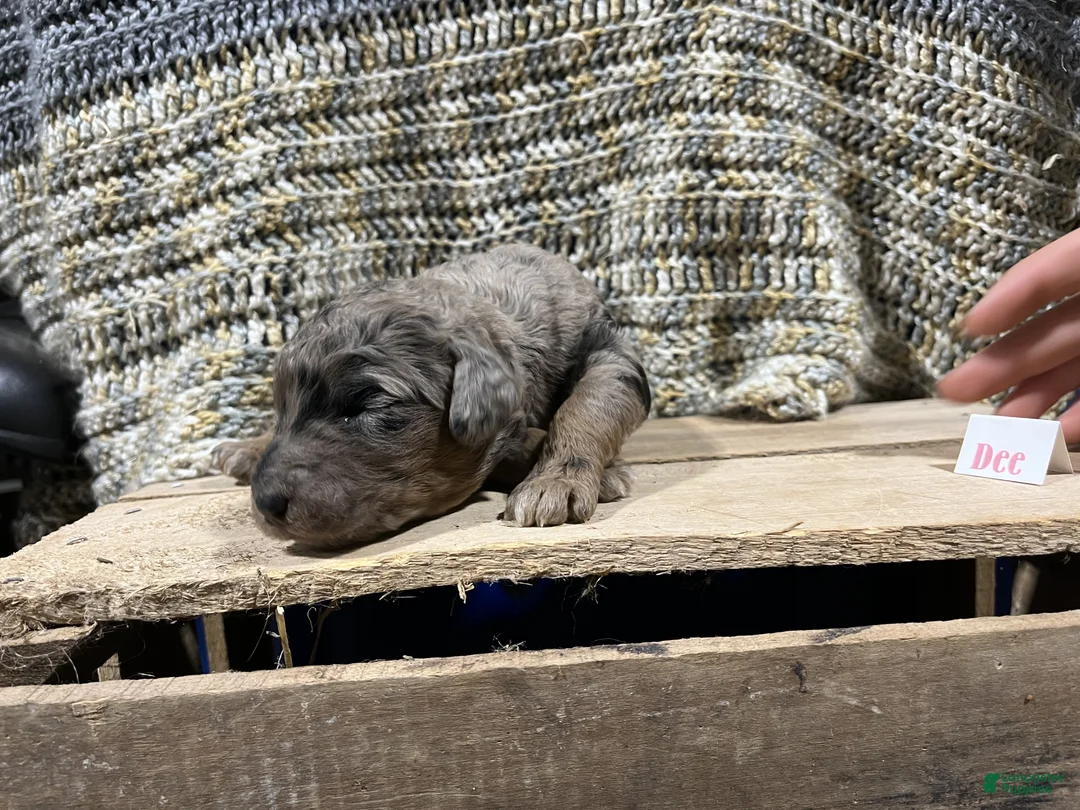 Mini Goldendoodle dogs for sale: Dee - Ad 1