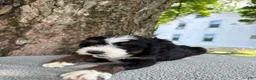 Bernedoodle dogs for sale: Sammy - Ad 10