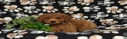 Miniature Poodle dogs for sale: Sanborn - Ad 5