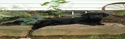 Labrador Retriever dogs for sale: Edge - Ad 5