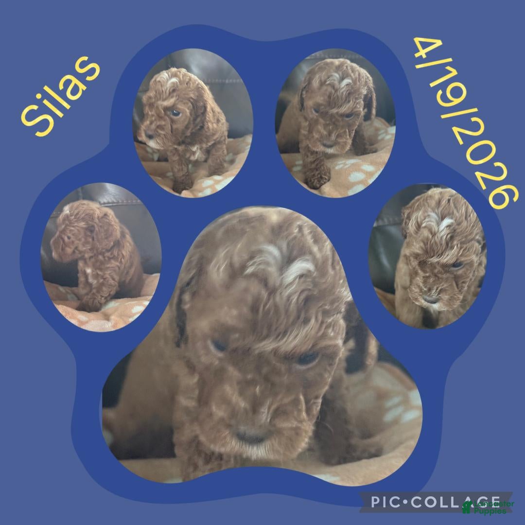 Toy Poodle dogs Silas - Ad 37