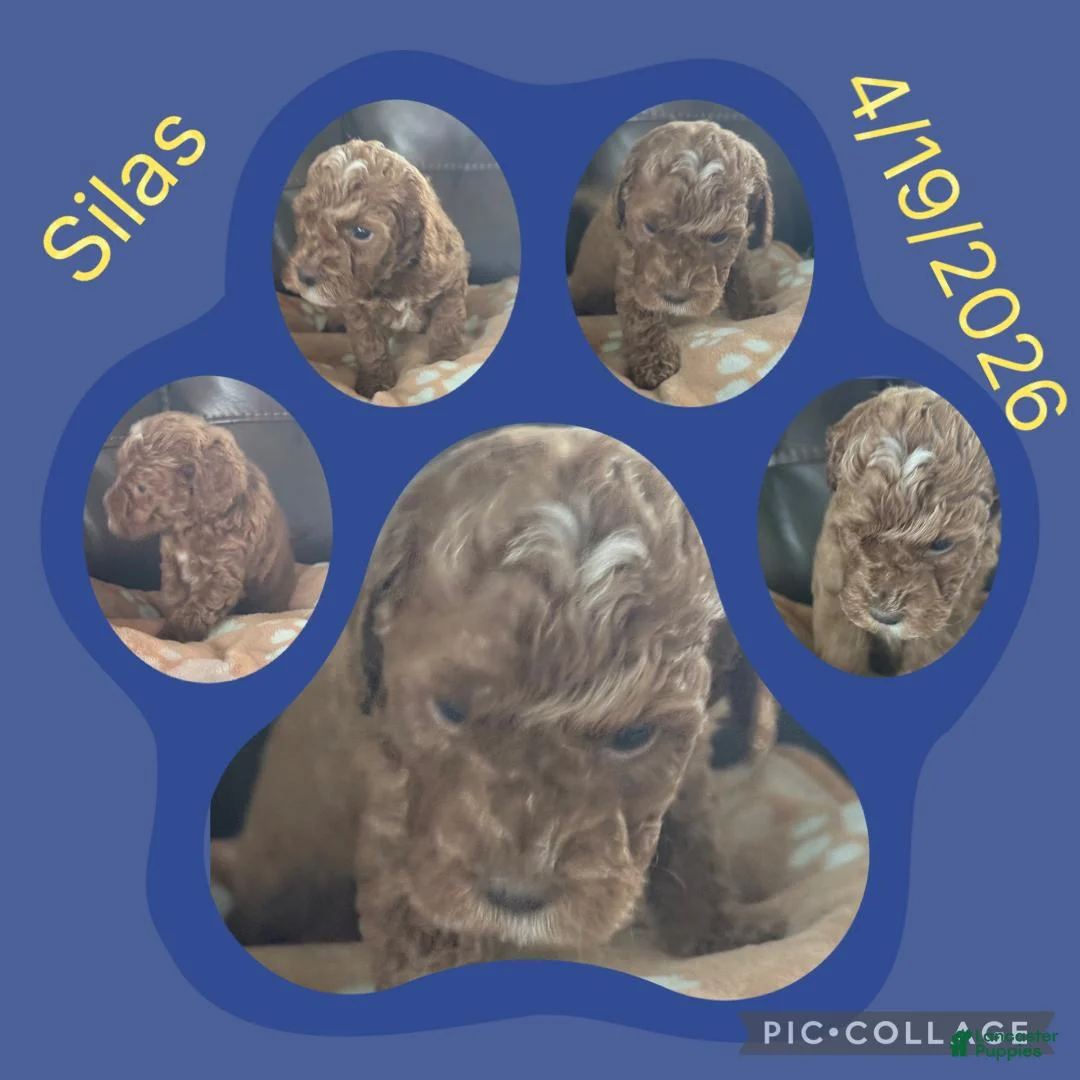Toy Poodle dogs for sale: Silas - Ad 1