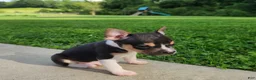 Mixed Breed dogs for sale: Stormy  - Ad 4