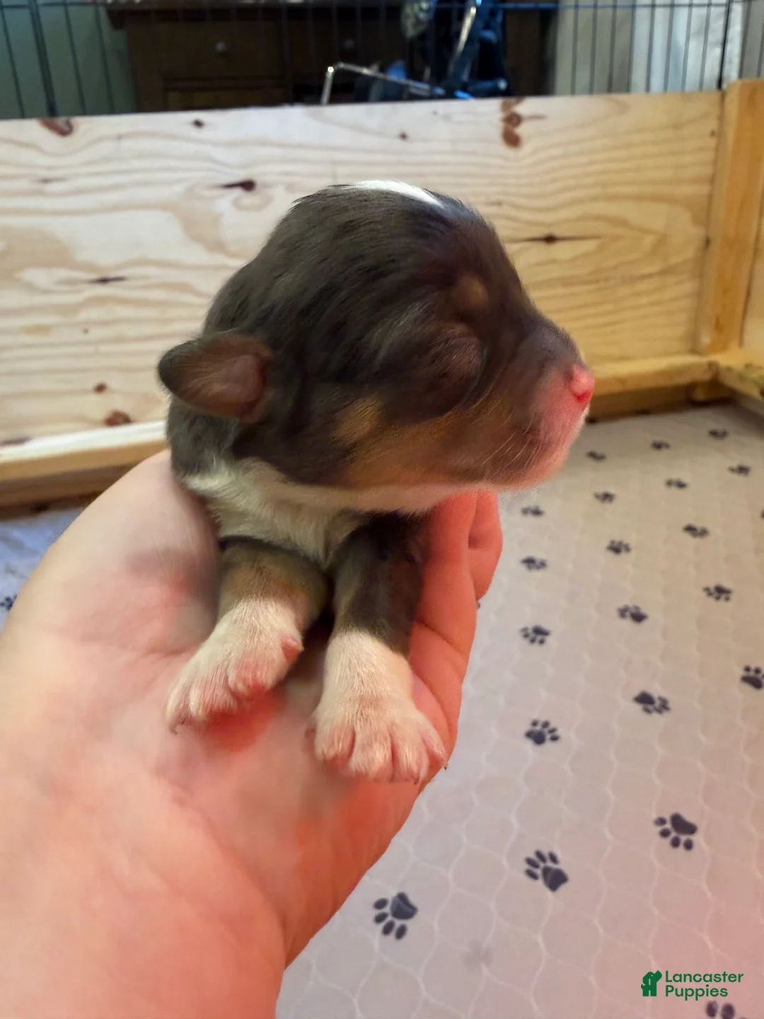 Mini Bernedoodle dogs for sale: Rocco - Ad 2