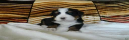 Bernese Mountain Dog dogs for sale: Bailey - Ad 4