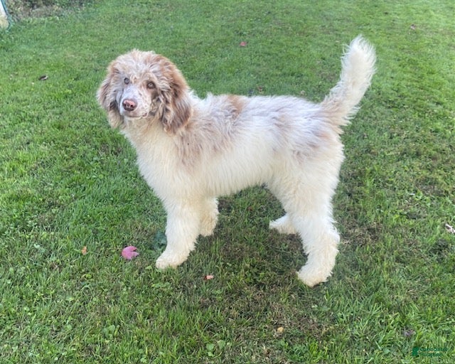 Standard Poodle dogs for sale: Toby- genetic clear - Ad 1