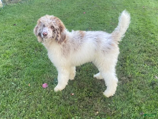 Standard Poodle dogs for sale: Toby- genetic clear - Ad 1