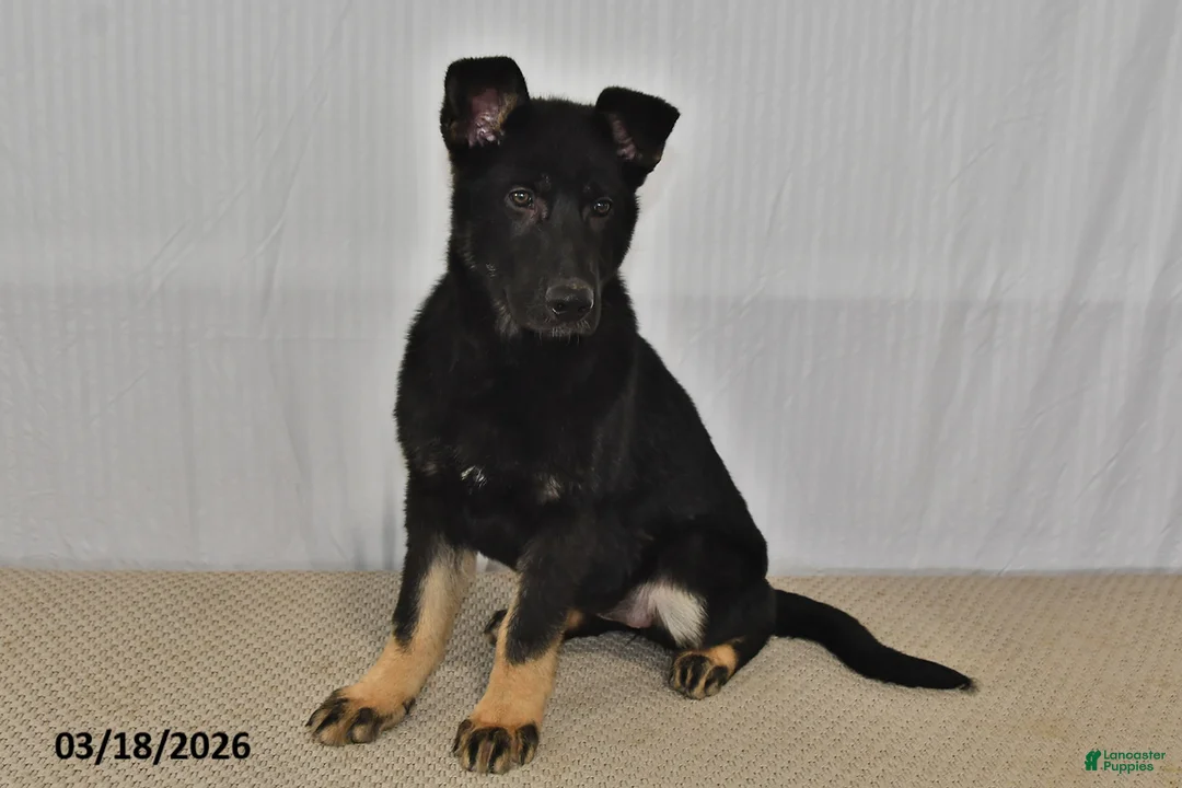 German Shepherd dogs for sale: Melody - Ad 2