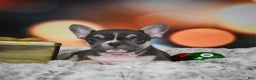 French Bulldog dogs for sale: Conrad - Ad 4