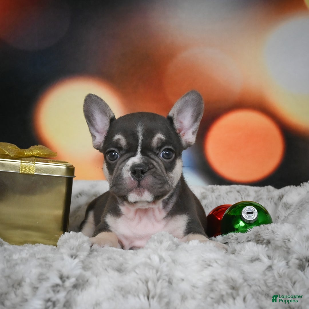 French Bulldog dogs for sale: Conrad - Ad 4