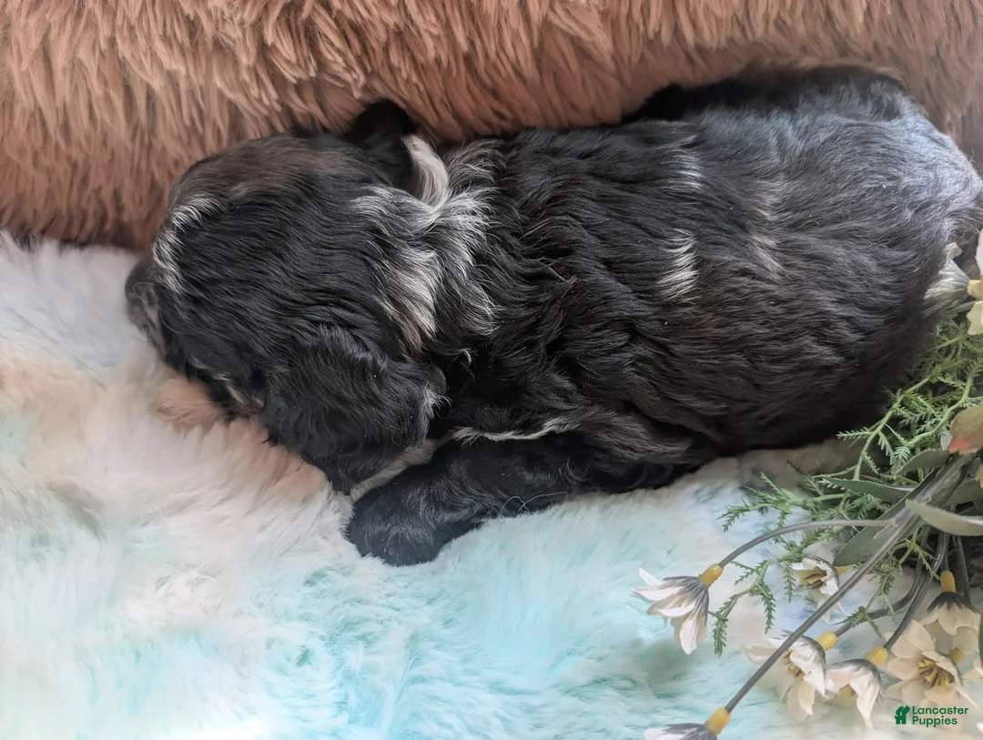 Labradoodle dogs for sale: Labradoodle 1 - Ad 2