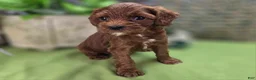 Cockapoo dogs for sale: Emily - Ad 14