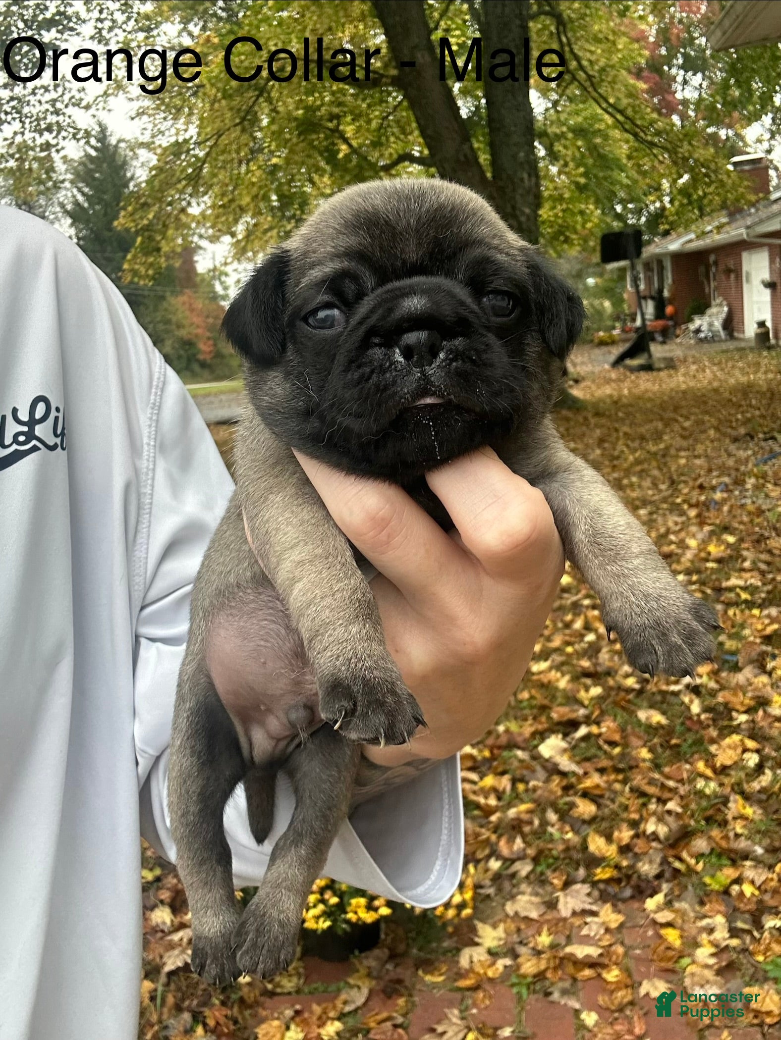 Pug dogs for sale: Orange Male - Ad 24