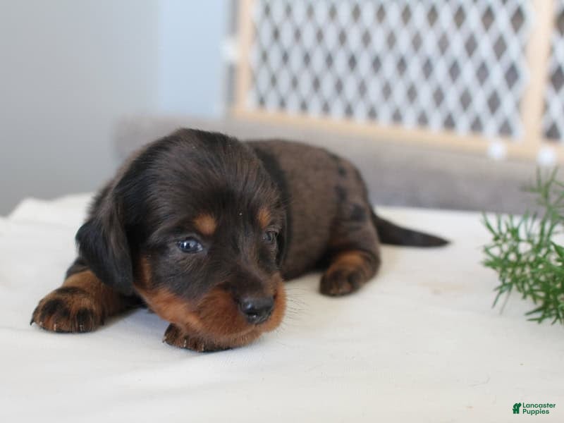 Miniature Dachshund dogs Rylie - Ad 2