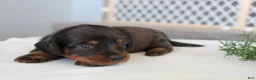 Miniature Dachshund dogs for sale: Rylie - Ad 2