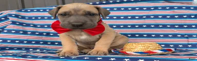 Peter Great Dane 