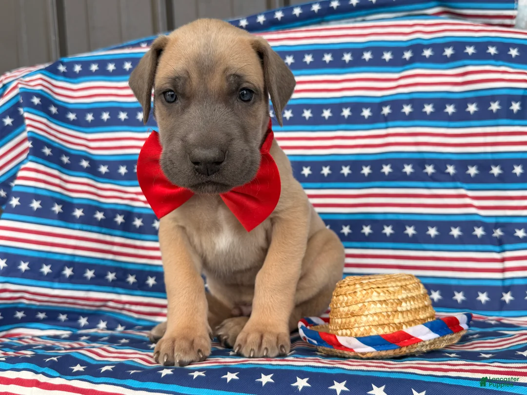 Great Dane dogs for sale: Peter Great Dane  - Ad 1