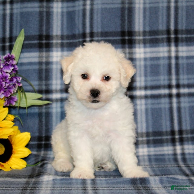 Bichon Frise dogs Fritos - Ad 1