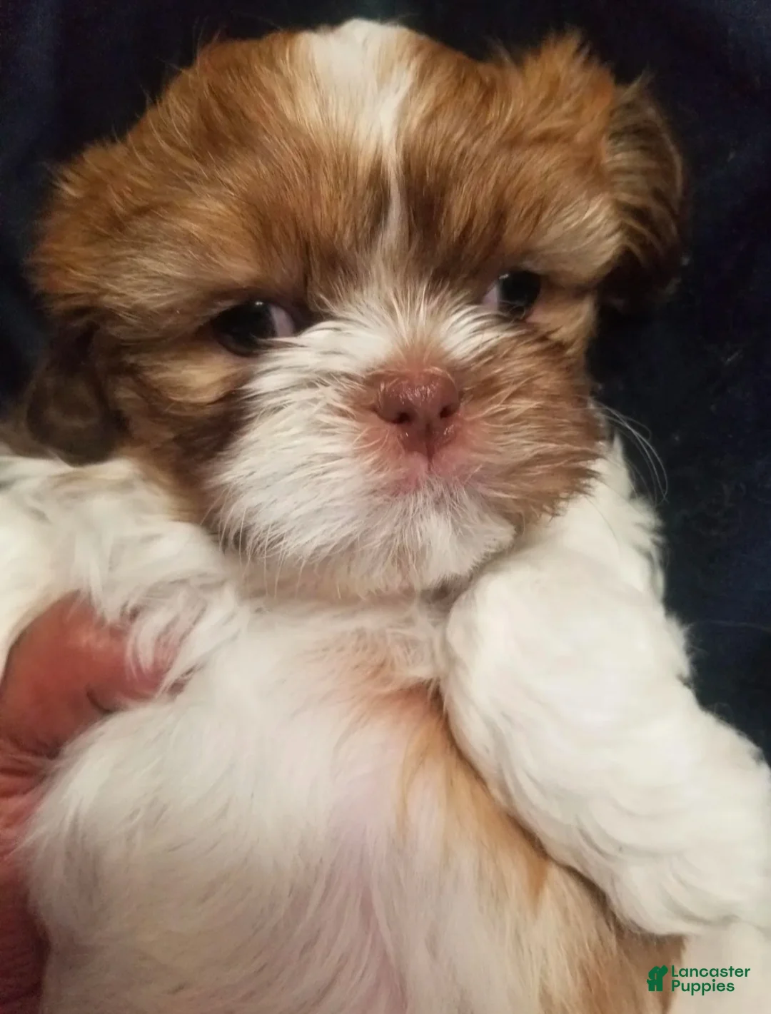 Shih Tzu dogs for sale: Coco - Ad 2
