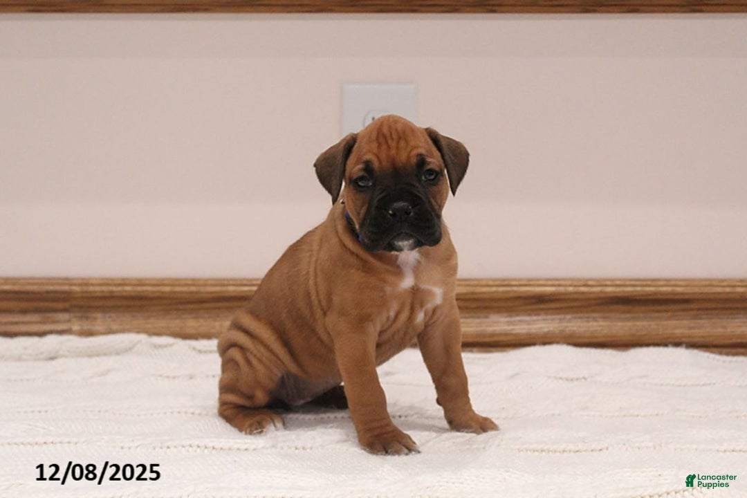 Boxer dogs for sale: Izzy - Ad 2