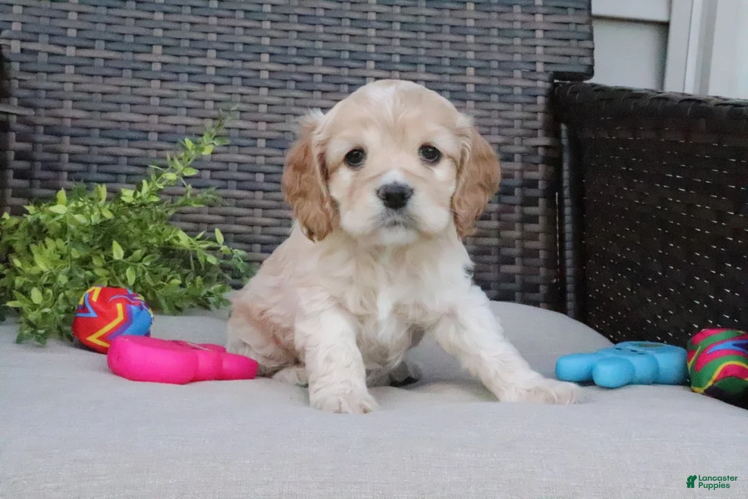 Cocker Spaniel dogs for sale: Ferris - Ad 1