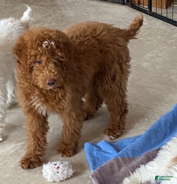 Miniature Poodle dogs Benji- Medium size - Ad 1