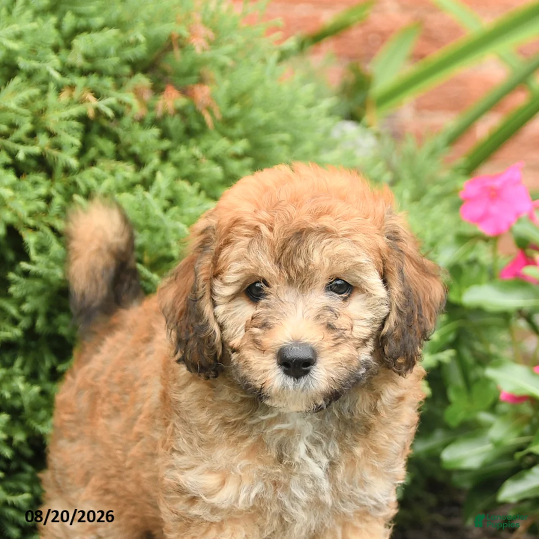 Miniature Poodle dogs for sale: Smores - Ad 5
