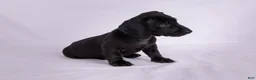 Miniature Dachshund dogs for sale: Pepper - Ad 4