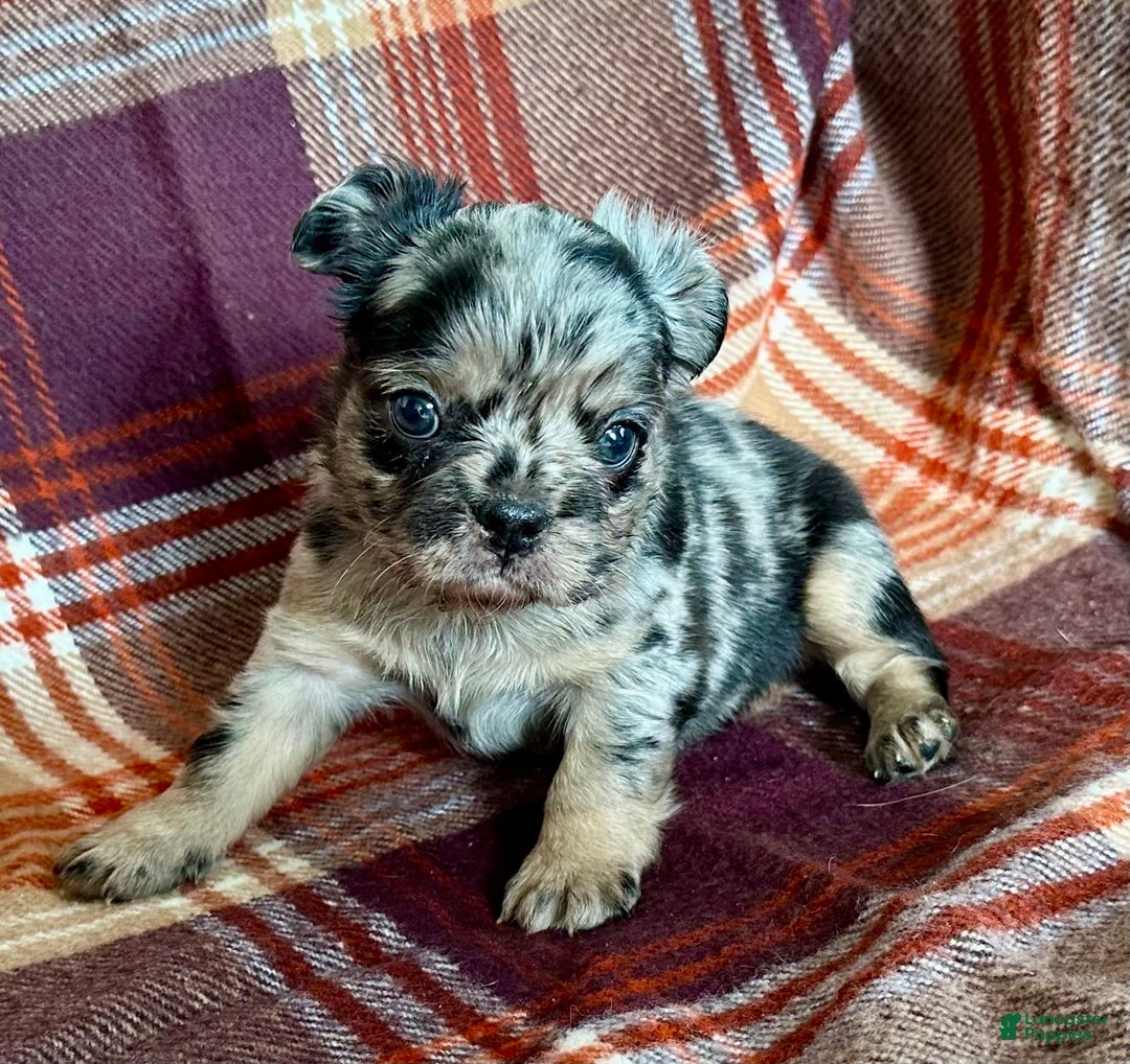 French Bulldog dogs for sale: Baxstin  - Ad 8