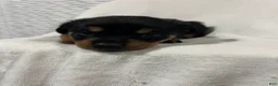 Rottweiler dogs for sale: diamond  - Ad 7