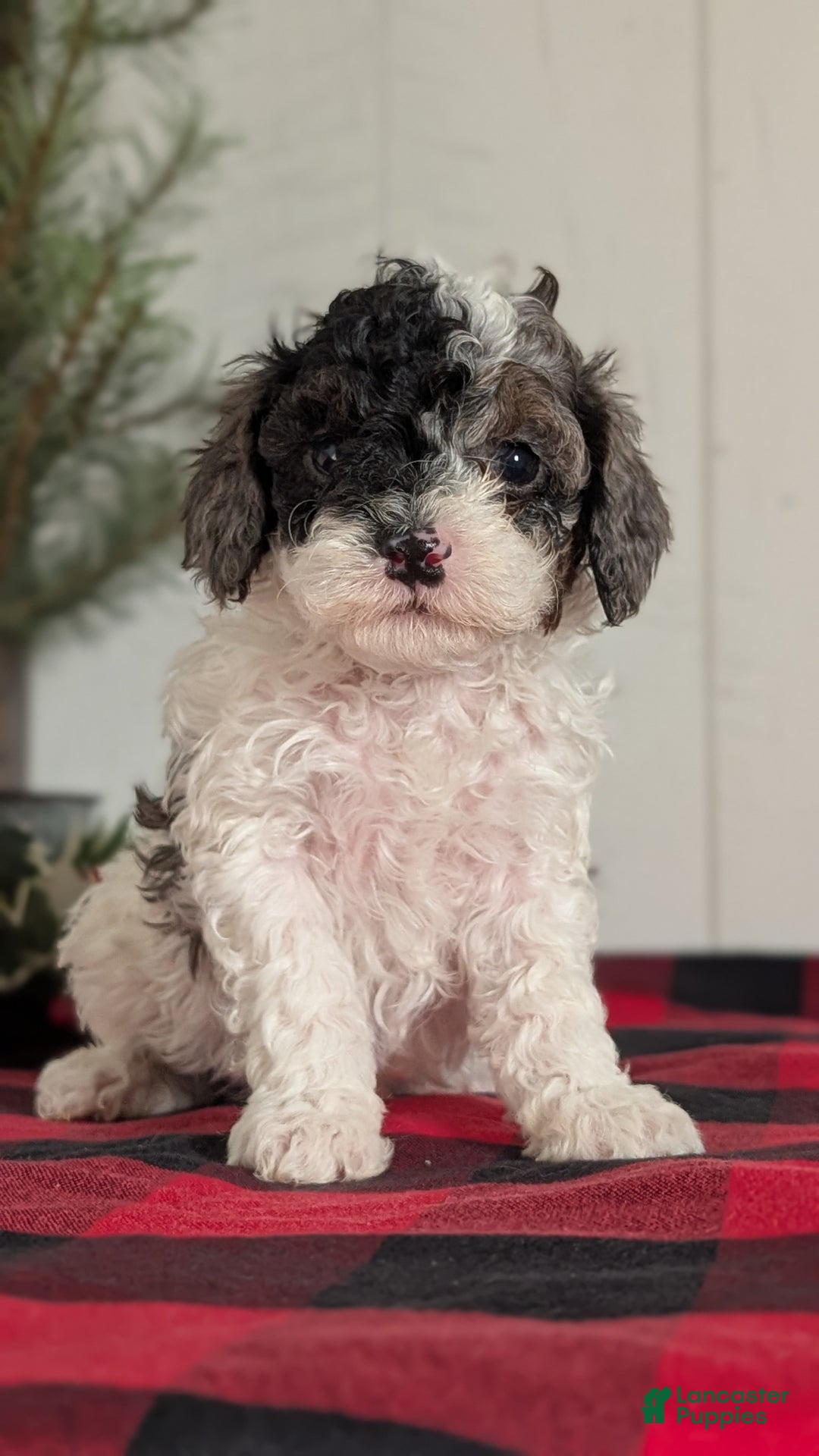 Cockapoo dogs for sale: Saint - Ad 8