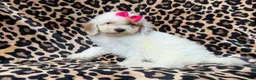 Mini Goldendoodle dogs for sale: Chloe - Ad 8